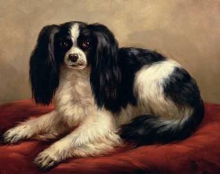 Un épagneul King Charles assis sur un coussin rouge